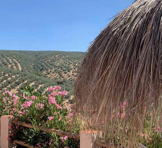 Casa Pura Vida